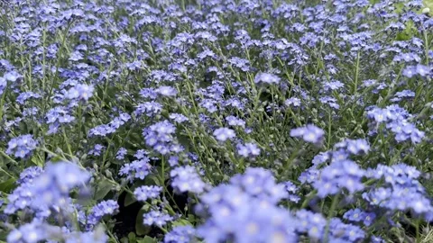 IMG 6178 Stock Footage 346063239
