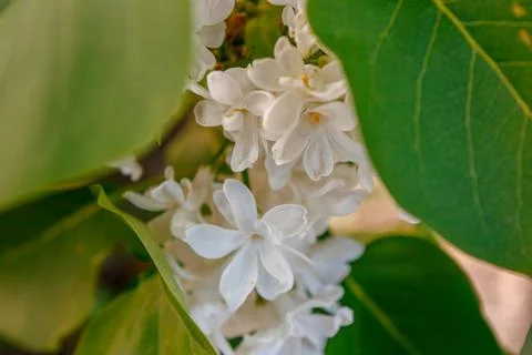 IMG 6201 Stockfoto's