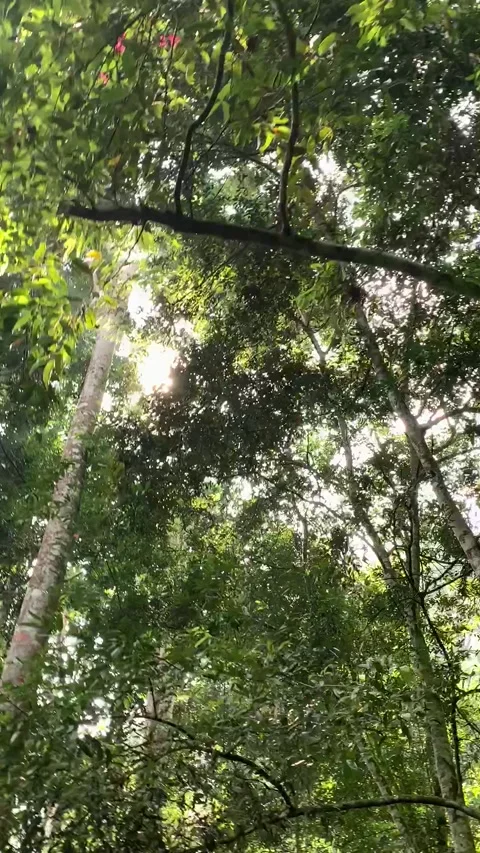 IMG 6263 Stock Footage 208614696