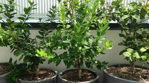 IMG 6293 Stock Footage 149446976