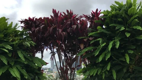 IMG 6323 Stock Footage 149446740