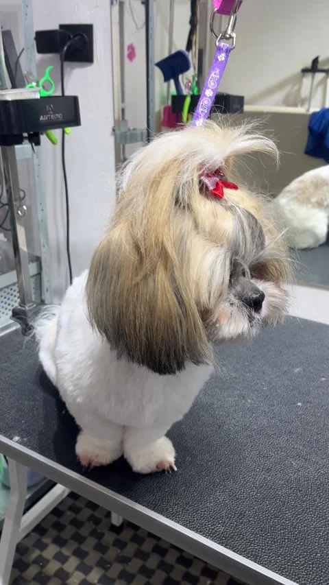 IMG 6495 Stock Footage 331239887