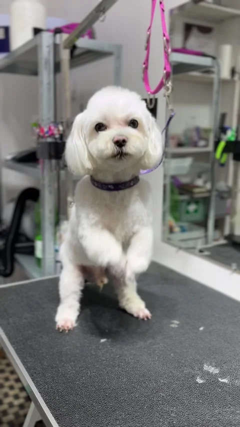 IMG 6526 Stock Footage 331239879