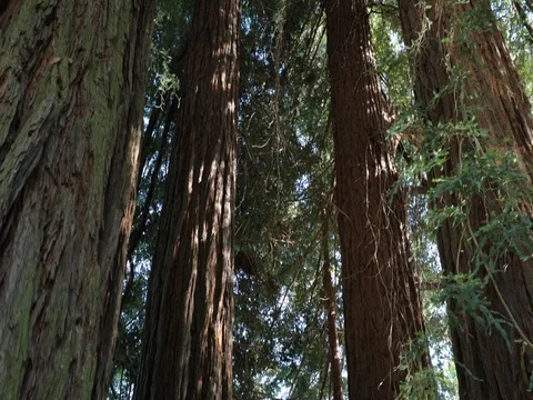 IMG 6619 Video stock 78009790