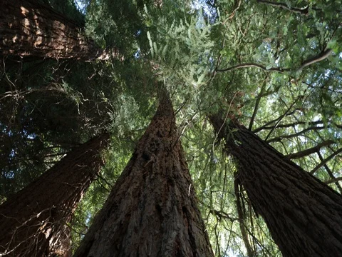 IMG 6621 2 Stock Footage 78010155