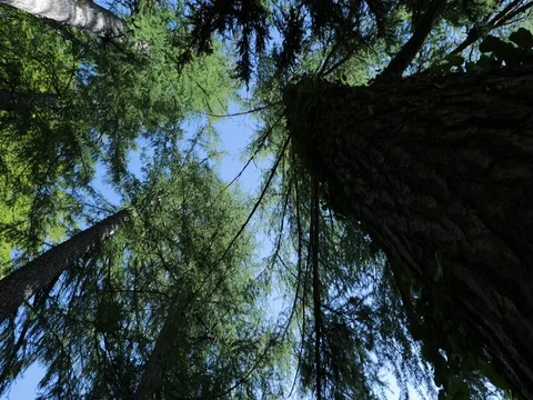 IMG 6627 Stock Footage 78010277