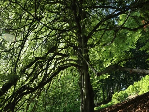 IMG 6632 Video stock 78010749