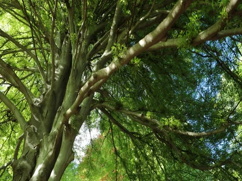 IMG 6633 Video stock 78010669