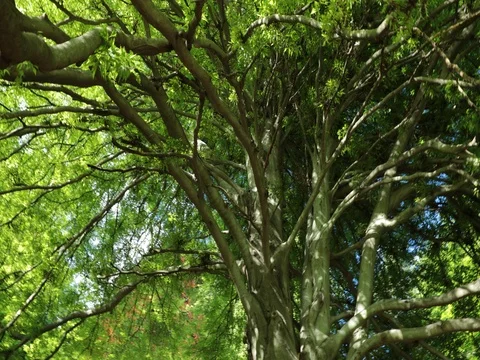 IMG 6636 1 Video stock 78011127