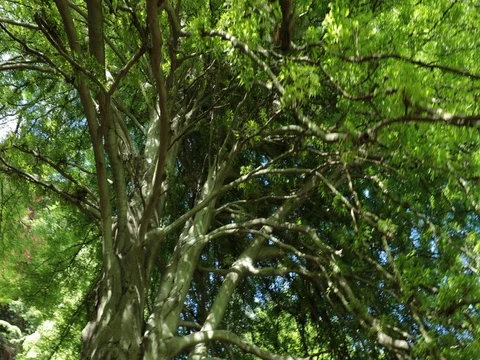 IMG 6636 2 Video stock 78011557