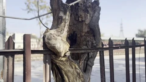 IMG 6644 Stock Footage 299374167