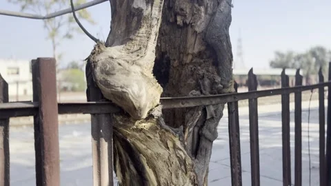 IMG 6645 Stock Footage 299374384