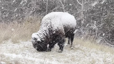 IMG 7038 Stock Footage 170210408