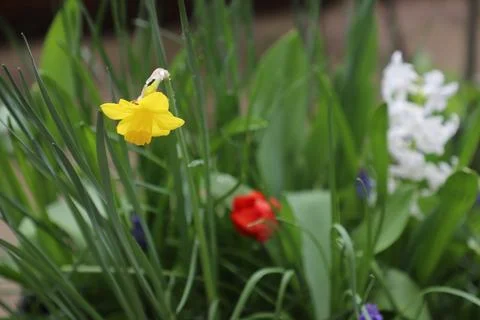 IMG 7054 Mixed Spring Bulbs Daffodil Tulip Hyacinth Muscari in Garden Border Stock Photos