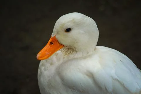 IMG 7083 Stock Photos