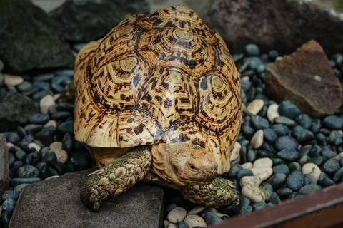 IMG 7120 Foto stock