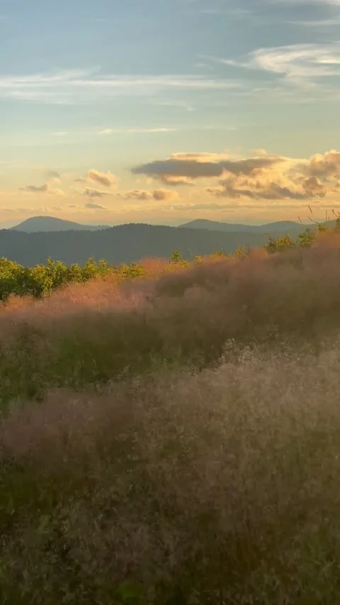 IMG 7177 Stock Footage 279417251