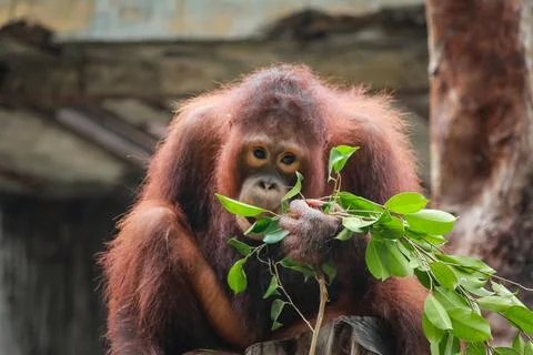 IMG 7194 Foto stock