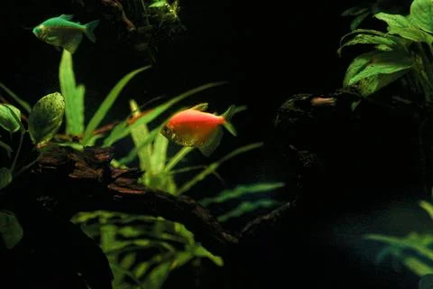 IMG 7247 Foto stock