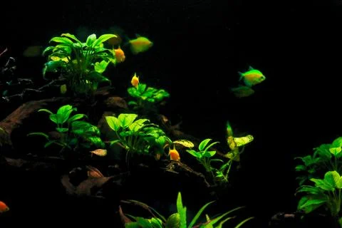 IMG 7253 Foto stock
