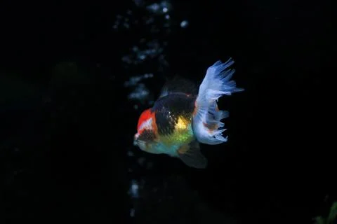 IMG 7254 Foto stock