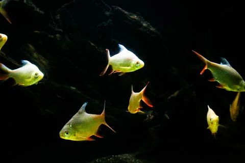 IMG 7267 Stock Photos