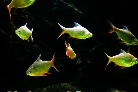 IMG 7268 Stock Photos