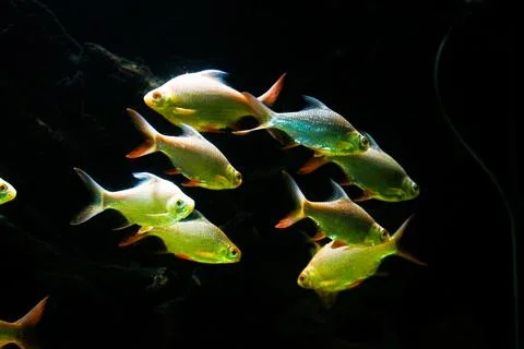IMG 7269 Foto stock