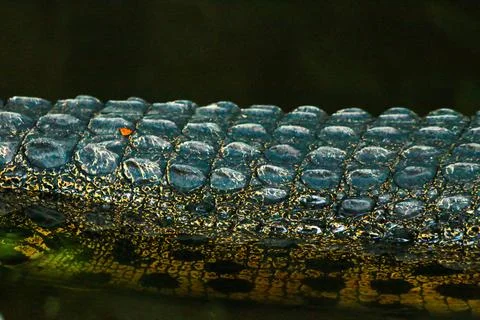 IMG 7292 Foto stock