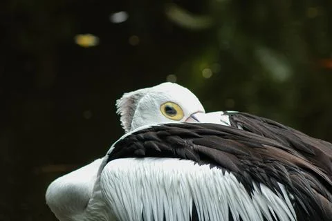 IMG 7446 Foto stock