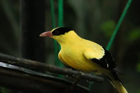 IMG 7478 Foto stock