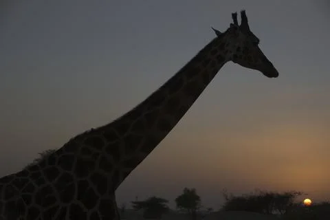 IMG 7536-studio Stock Photos