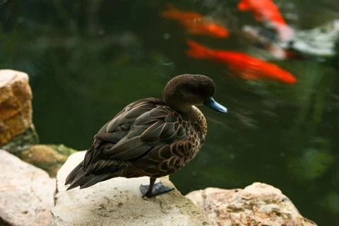 IMG 7607 Foto stock