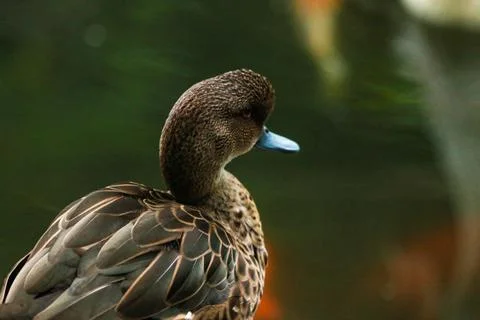 IMG 7614 Foto stock