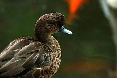 IMG 7615 Foto stock