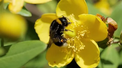 IMG 7692 A large bumblebee pollinating the flower of Hypericum calycinum, slow m Stock Footage