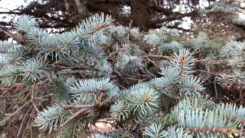 IMG 7826 Stock Footage 163443500