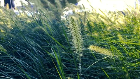 IMG 7910 2 Stock Footage 127216086