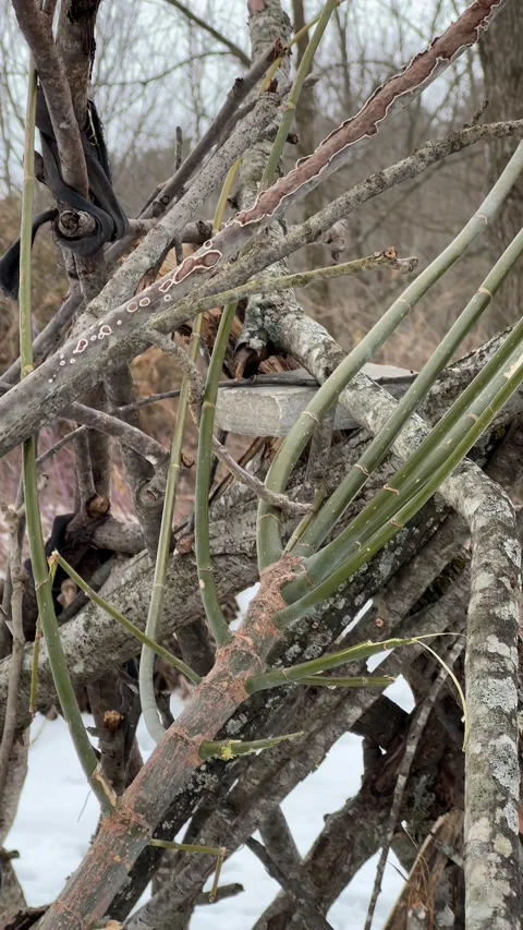 IMG 7988 스톡 동영상 168843096