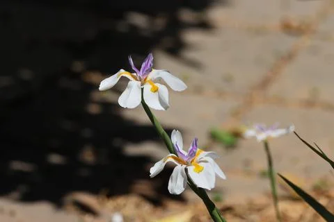 IMG 7995Iris pseudacorus, Iris pseudacorus is a species of flowering plant Stock Photos