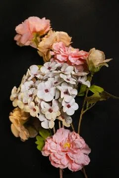 IMG 9200 库存照片