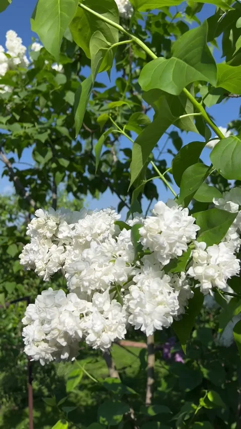 IMG 9220 動画素材 197414686