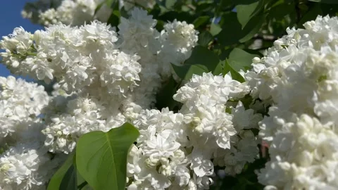 IMG 9227 動画素材 197414829