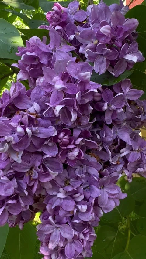 IMG 9232 動画素材 196894563