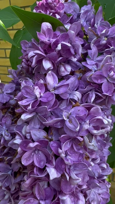 IMG 9236 動画素材 196894572