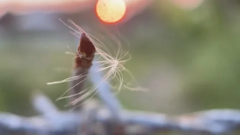 IMG 9353 Blurred background of sunset and dried grass clung to rusty barbed Stock Footage 148408492
