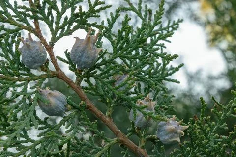 IMG 9727 Fotos de archivo