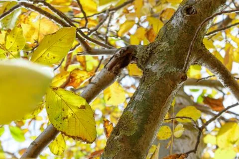 IMG 9782 Stock Photos