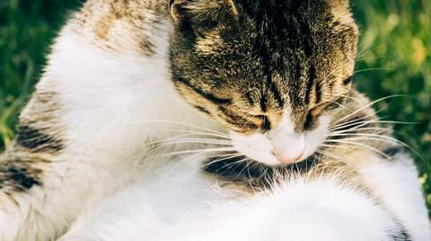 IMG 9902 Stock Photos