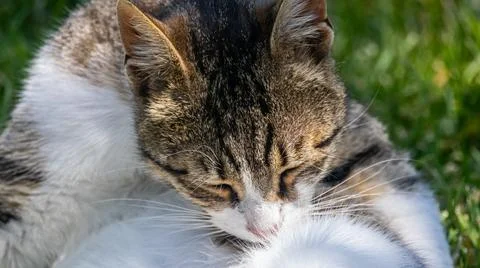 IMG 9907 Stock Photos